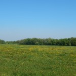 Il Bosco di Croara a circa 200 m. di altitudine...