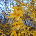 Forsythia