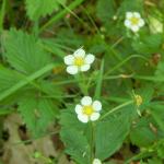 Fragola di Bosco