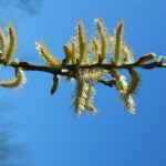 Fiori di Salice