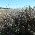 Praterie semiaride calcicole costituite in prevalenza da graminacee