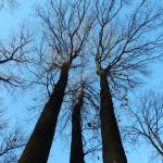 alberi millenari