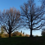 Alberi secolari nel Parco da Golf