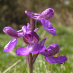 Orchis morio