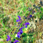 Salvia