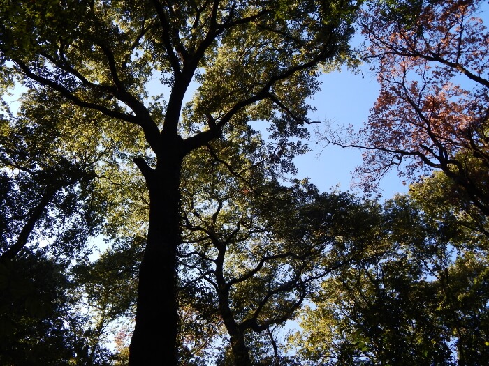 Rovere (Quercus petraea)